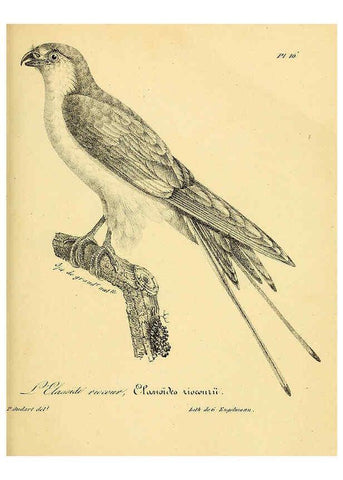 Reproducción/Reproduction 6001900855: La galerie des oiseaux Paris :Carpentier-Méricourt,1834