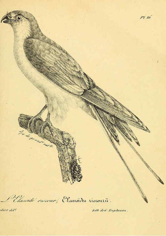 Reproducción/Reproduction 6001900855: La galerie des oiseaux Paris :Carpentier-Méricourt,1834