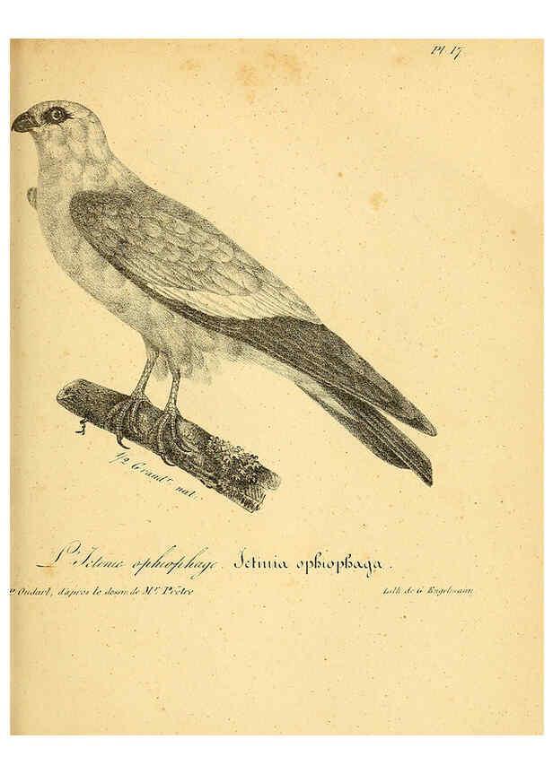 Reproducción/Reproduction 6002449614: La galerie des oiseaux Paris :Carpentier-Méricourt,1834