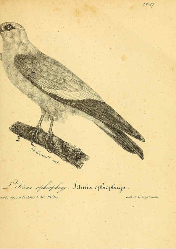 Reproducción/Reproduction 6002449614: La galerie des oiseaux Paris :Carpentier-Méricourt,1834