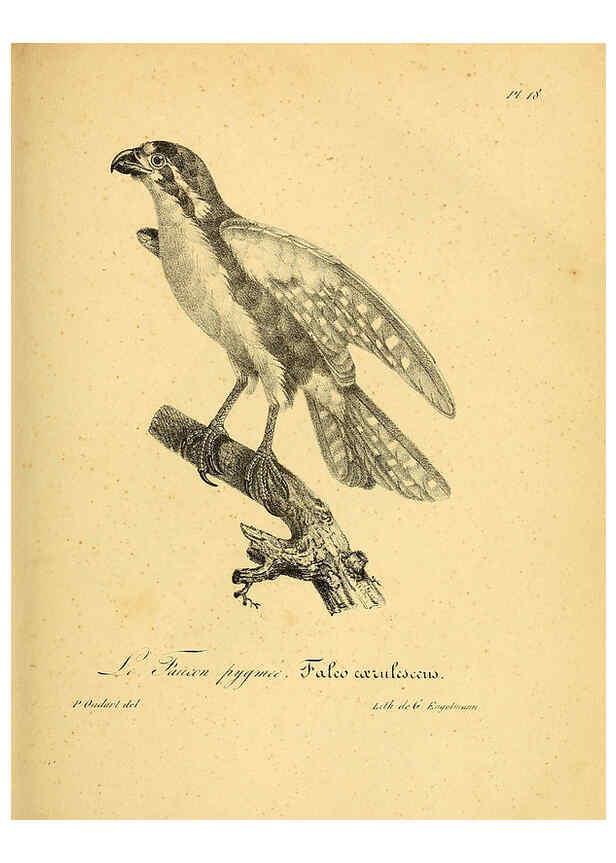 Reproducción/Reproduction 6002449890: La galerie des oiseaux Paris :Carpentier-Méricourt,1834