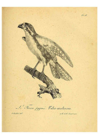 Reproducción/Reproduction 6002449890: La galerie des oiseaux Paris :Carpentier-Méricourt,1834