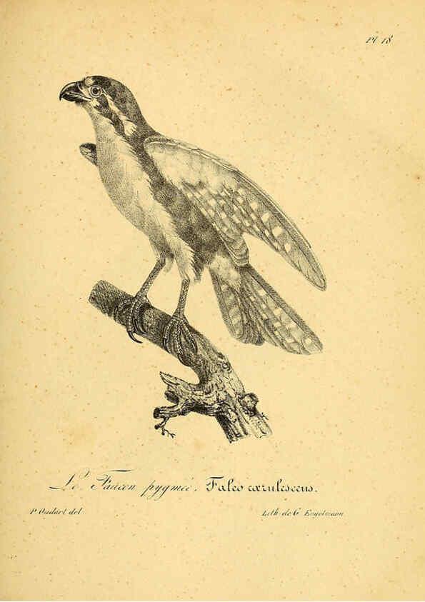 Reproducción/Reproduction 6002449890: La galerie des oiseaux Paris :Carpentier-Méricourt,1834