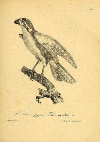 Reproducción/Reproduction 6002449890: La galerie des oiseaux Paris :Carpentier-Méricourt,1834