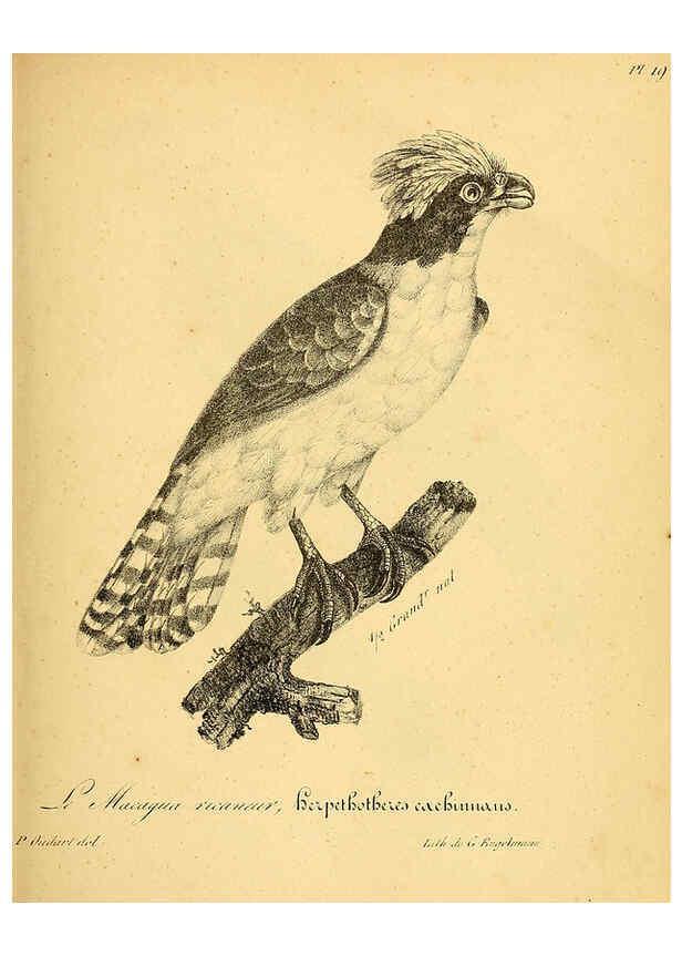 Reproducción/Reproduction 6002450400: La galerie des oiseaux Paris :Carpentier-Méricourt,1834