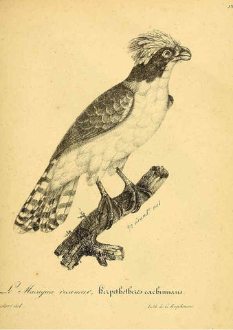 Reproducción/Reproduction 6002450400: La galerie des oiseaux Paris :Carpentier-Méricourt,1834