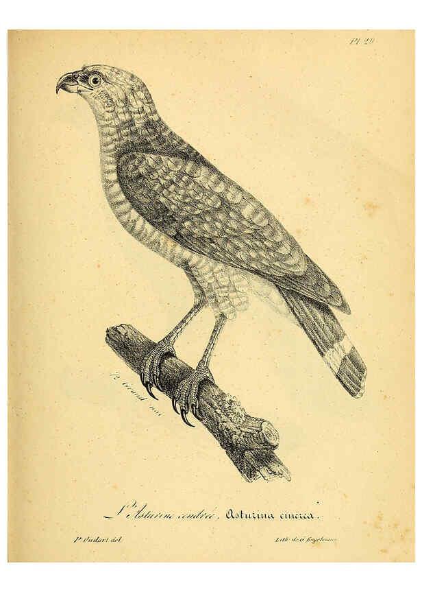 Reproducción/Reproduction 6002450704: La galerie des oiseaux Paris :Carpentier-Méricourt,1834