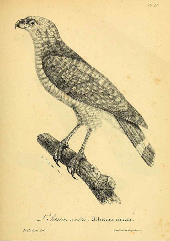 Reproducción/Reproduction 6002450704: La galerie des oiseaux Paris :Carpentier-Méricourt,1834