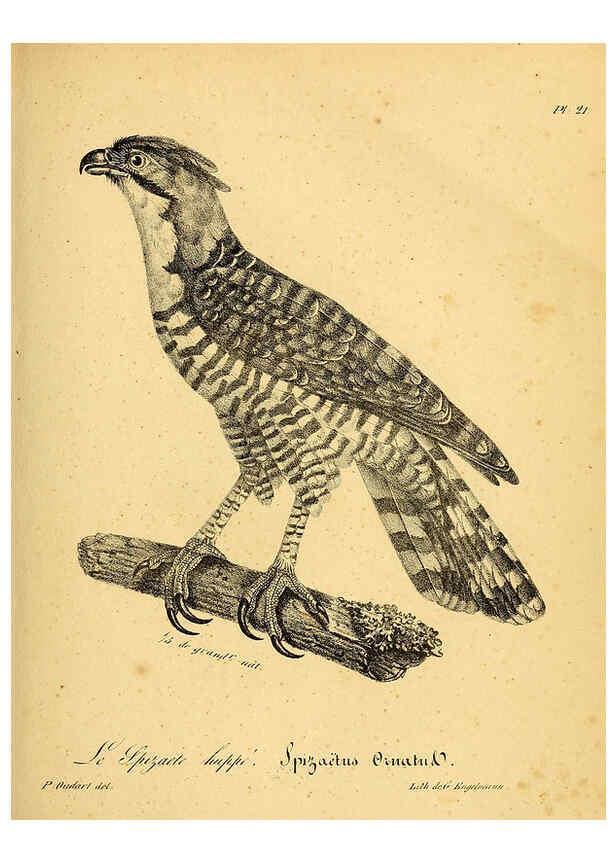 Reproducción/Reproduction 6002451048: La galerie des oiseaux Paris :Carpentier-Méricourt,1834