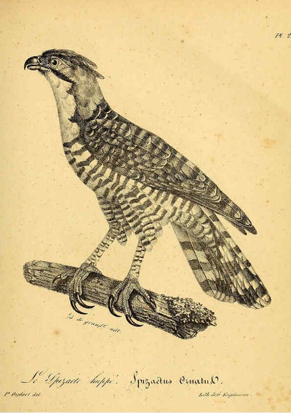 Reproducción/Reproduction 6002451048: La galerie des oiseaux Paris :Carpentier-Méricourt,1834