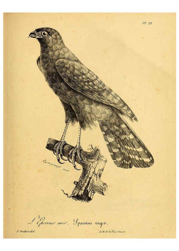 Reproducción/Reproduction 6002451578: La galerie des oiseaux Paris :Carpentier-Méricourt,1834