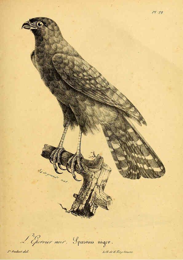 Reproducción/Reproduction 6002451578: La galerie des oiseaux Paris :Carpentier-Méricourt,1834