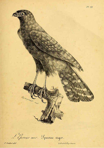 Reproducción/Reproduction 6002451578: La galerie des oiseaux Paris :Carpentier-Méricourt,1834