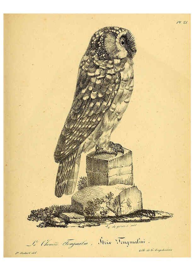 Reproducción/Reproduction 6001903595: La galerie des oiseaux Paris :Carpentier-Méricourt,1834