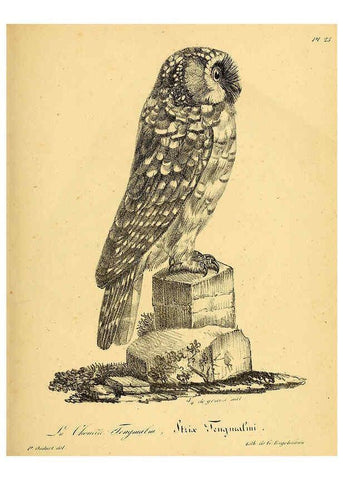 Reproducción/Reproduction 6001903595: La galerie des oiseaux Paris :Carpentier-Méricourt,1834