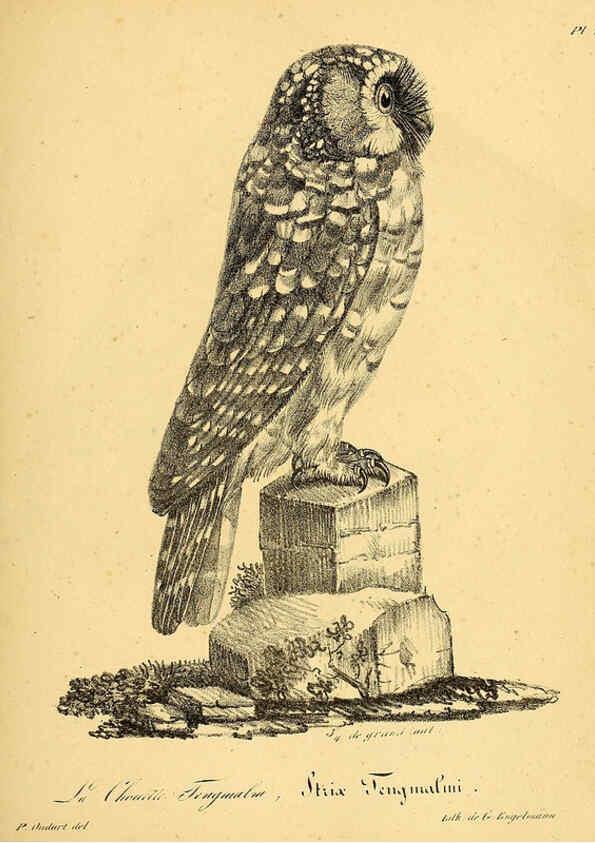 Reproducción/Reproduction 6001903595: La galerie des oiseaux Paris :Carpentier-Méricourt,1834