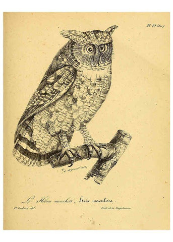 Reproducción/Reproduction 6001903961: La galerie des oiseaux Paris :Carpentier-Méricourt,1834
