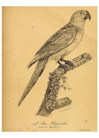 Reproducción/Reproduction 6002452634: La galerie des oiseaux Paris :Carpentier-Méricourt,1834