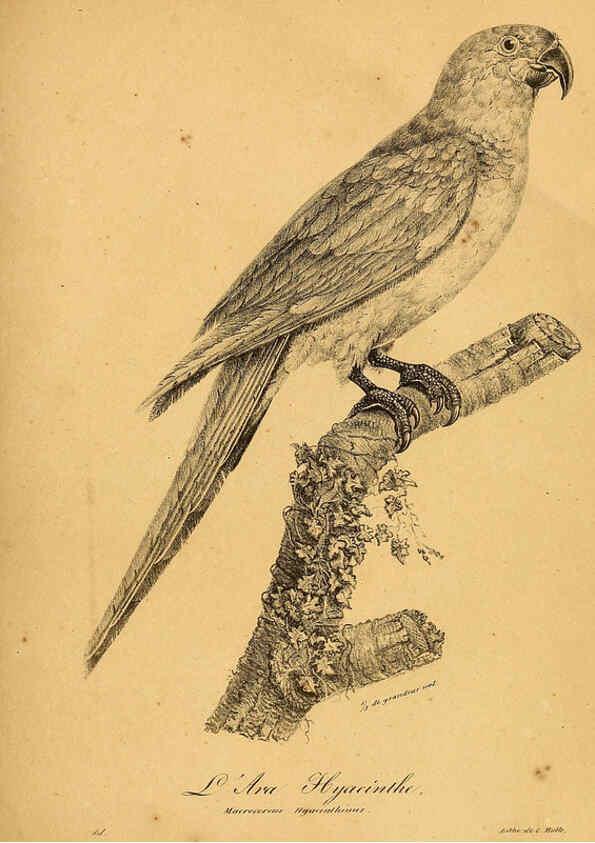 Reproducción/Reproduction 6002452634: La galerie des oiseaux Paris :Carpentier-Méricourt,1834