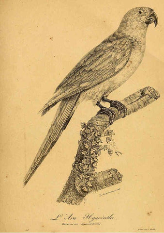 Reproducción/Reproduction 6002452634: La galerie des oiseaux Paris :Carpentier-Méricourt,1834