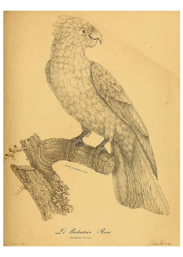 Reproducción/Reproduction 6001904745: La galerie des oiseaux Paris :Carpentier-Méricourt,1834