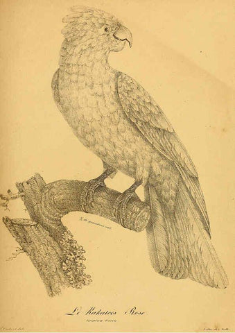 Reproducción/Reproduction 6001904745: La galerie des oiseaux Paris :Carpentier-Méricourt,1834