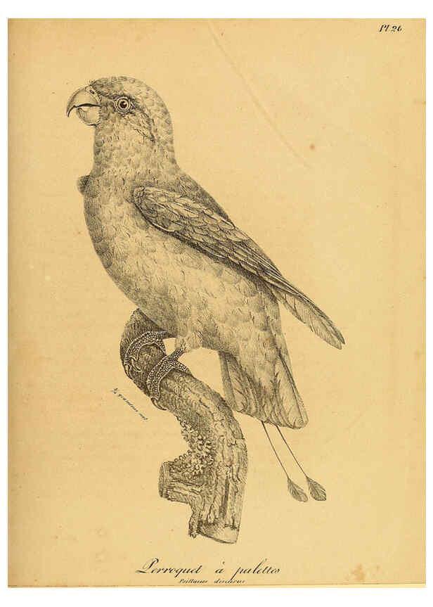 Reproducción/Reproduction 6001905271: La galerie des oiseaux Paris :Carpentier-Méricourt,1834