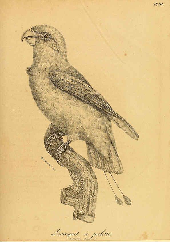 Reproducción/Reproduction 6001905271: La galerie des oiseaux Paris :Carpentier-Méricourt,1834