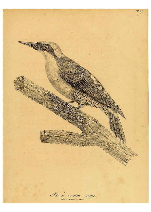 Reproducción/Reproduction 6002453940: La galerie des oiseaux Paris :Carpentier-Méricourt,1834
