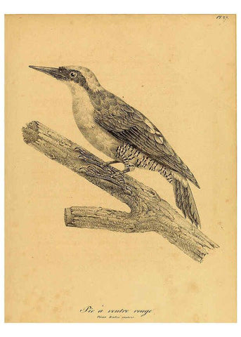 Reproducción/Reproduction 6002453940: La galerie des oiseaux Paris :Carpentier-Méricourt,1834
