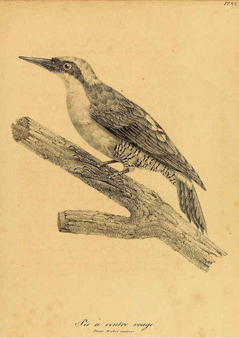 Reproducción/Reproduction 6002453940: La galerie des oiseaux Paris :Carpentier-Méricourt,1834