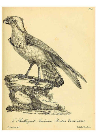 Reproducción/Reproduction 6001899141: La galerie des oiseaux Paris :Carpentier-Méricourt,1834
