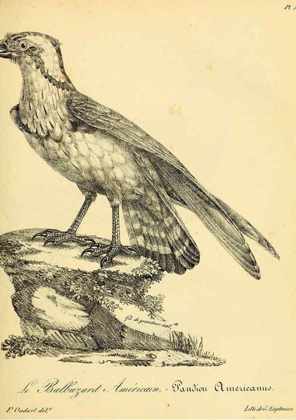 Reproducción/Reproduction 6001899141: La galerie des oiseaux Paris :Carpentier-Méricourt,1834