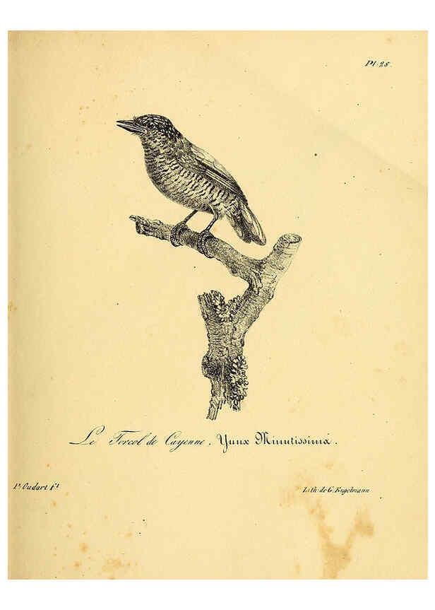 Reproducción/Reproduction 6001905993: La galerie des oiseaux Paris :Carpentier-Méricourt,1834
