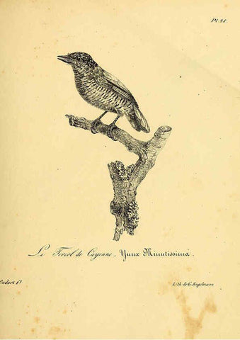 Reproducción/Reproduction 6001905993: La galerie des oiseaux Paris :Carpentier-Méricourt,1834