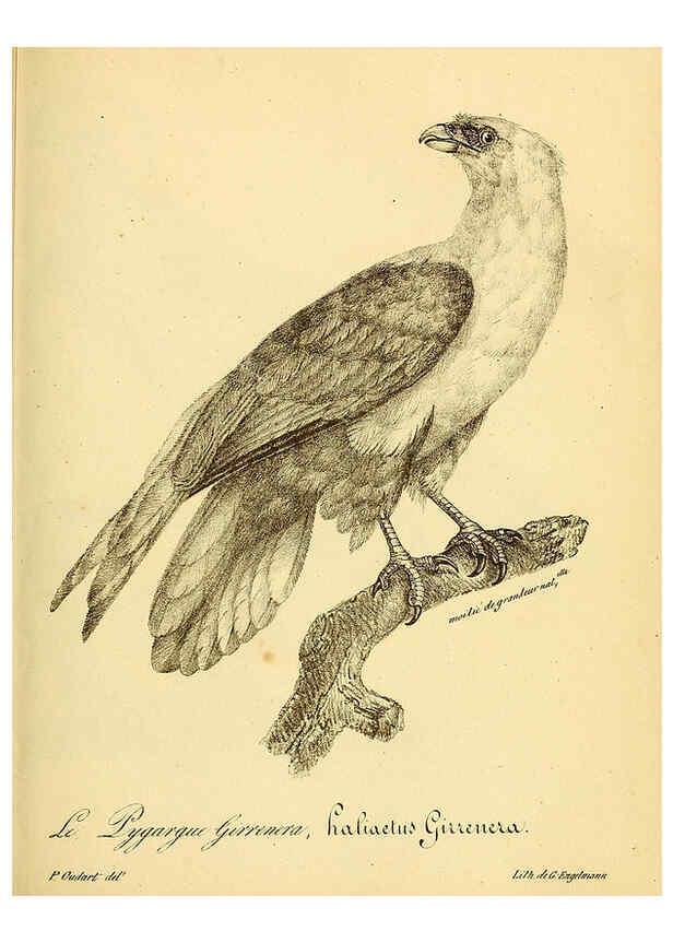 Reproducción/Reproduction 6002447054: La galerie des oiseaux Paris :Carpentier-Méricourt,1834