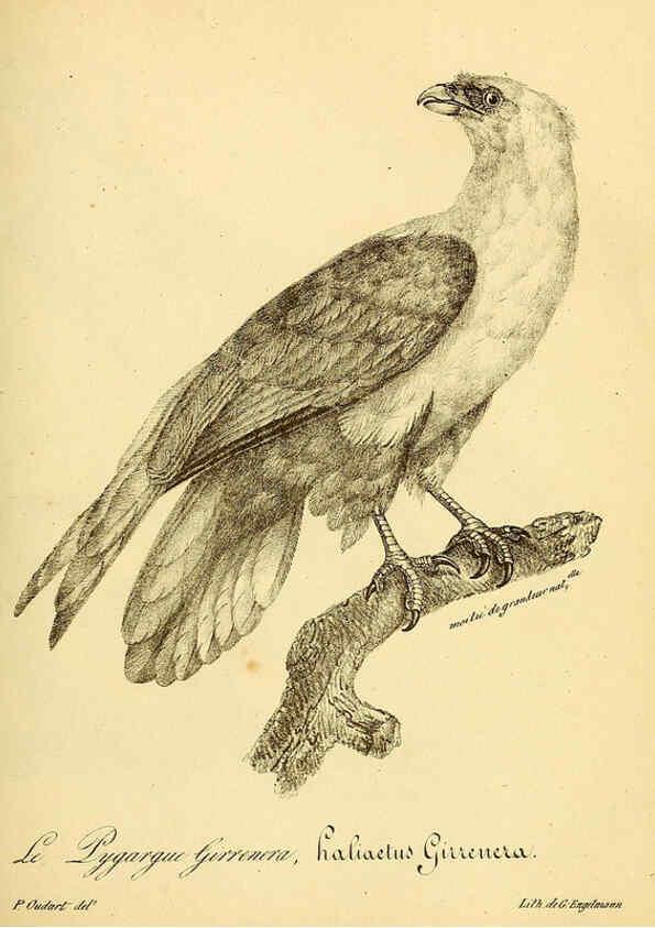 Reproducción/Reproduction 6002447054: La galerie des oiseaux Paris :Carpentier-Méricourt,1834