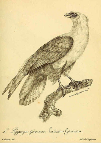 Reproducción/Reproduction 6002447054: La galerie des oiseaux Paris :Carpentier-Méricourt,1834