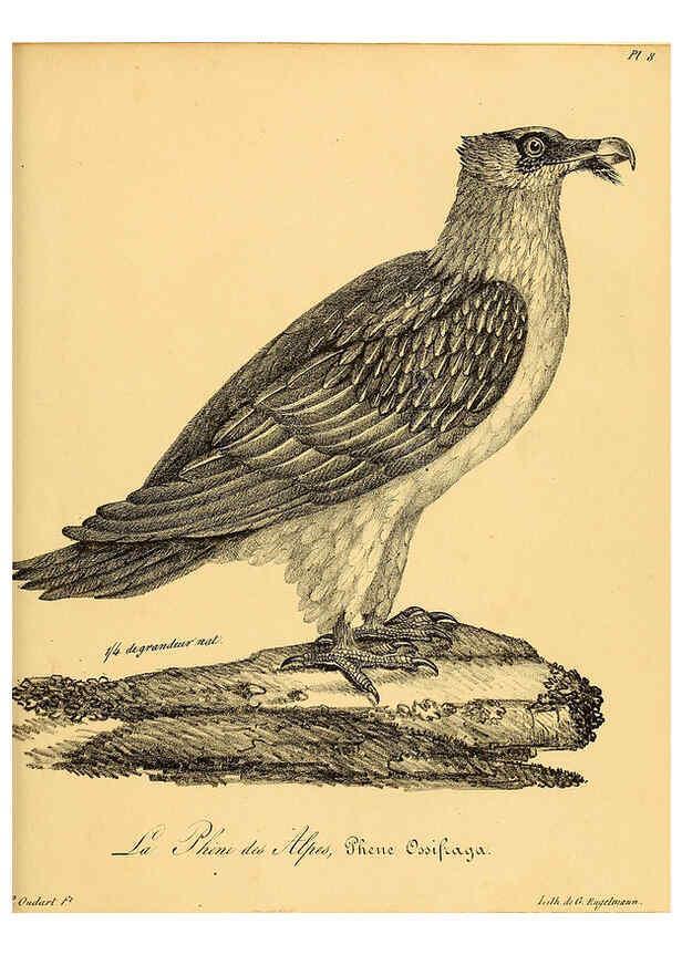 Reproducción/Reproduction 6002446418: La galerie des oiseaux Paris :Carpentier-Méricourt,1834
