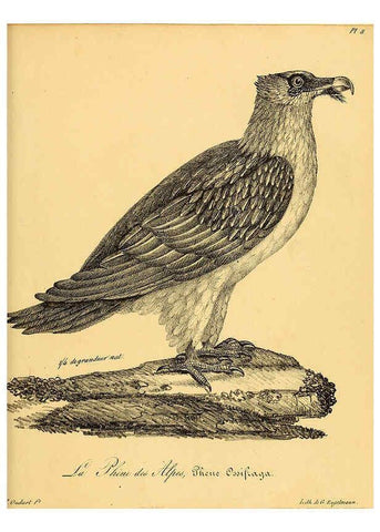 Reproducción/Reproduction 6002446418: La galerie des oiseaux Paris :Carpentier-Méricourt,1834