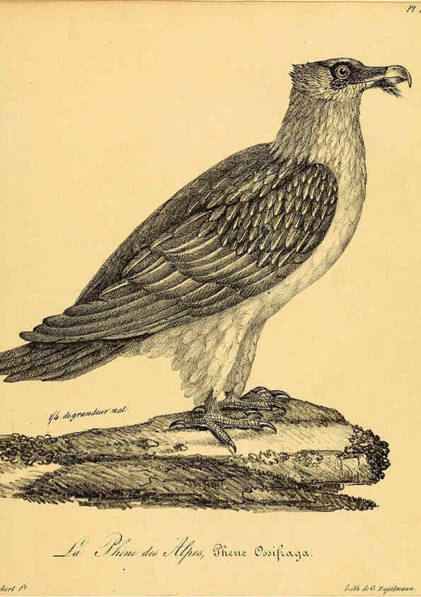 Reproducción/Reproduction 6002446418: La galerie des oiseaux Paris :Carpentier-Méricourt,1834
