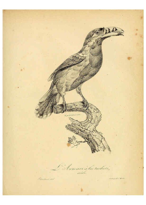 Reproducción/Reproduction 6002439914: La galerie des oiseaux Paris :Carpentier-Méricourt,1834