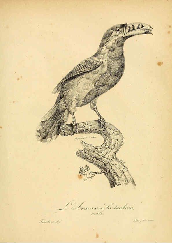 Reproducción/Reproduction 6002439914: La galerie des oiseaux Paris :Carpentier-Méricourt,1834