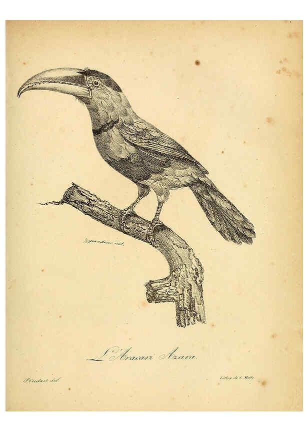 Reproducción/Reproduction 6001892021: La galerie des oiseaux Paris :Carpentier-Méricourt,1834