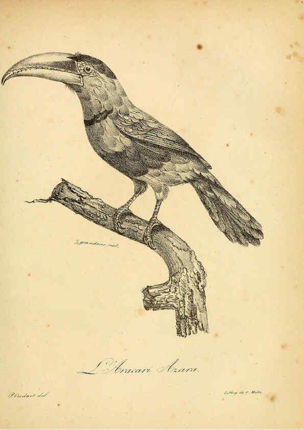 Reproducción/Reproduction 6001892021: La galerie des oiseaux Paris :Carpentier-Méricourt,1834