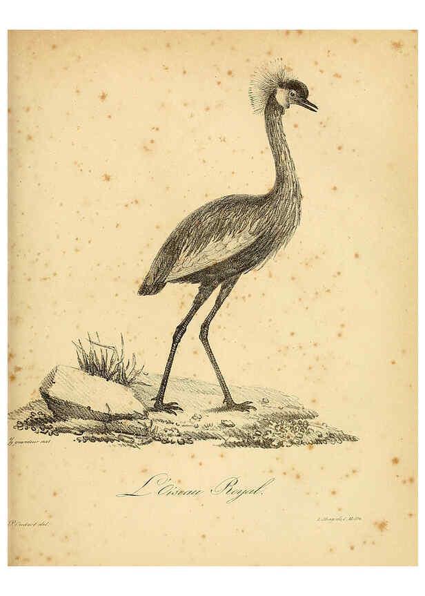 Reproducción/Reproduction 6002440706: La galerie des oiseaux Paris :Carpentier-Méricourt,1834