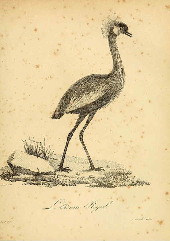 Reproducción/Reproduction 6002440706: La galerie des oiseaux Paris :Carpentier-Méricourt,1834