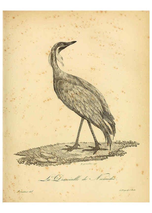 Reproducción/Reproduction 6002440930: La galerie des oiseaux Paris :Carpentier-Méricourt,1834