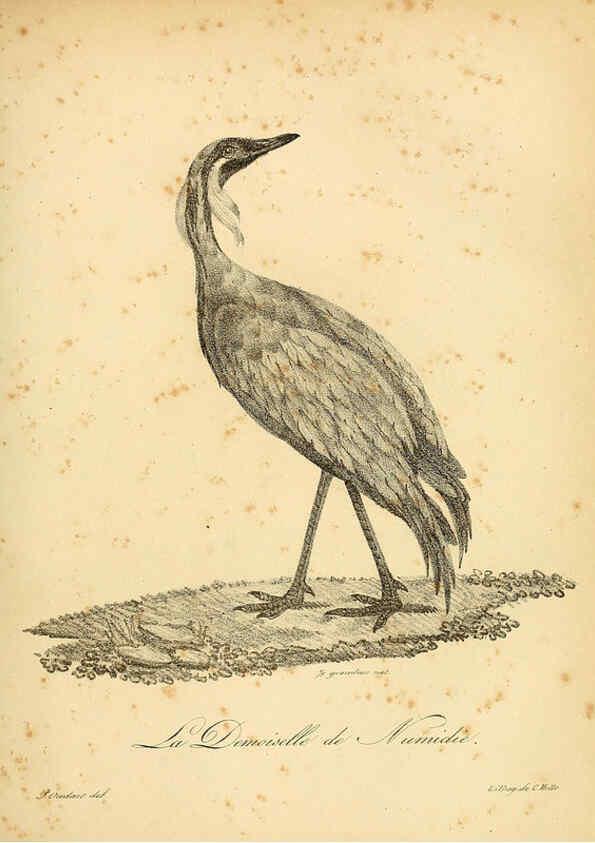 Reproducción/Reproduction 6002440930: La galerie des oiseaux Paris :Carpentier-Méricourt,1834