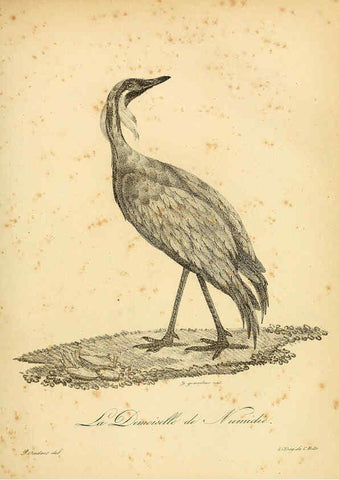 Reproducción/Reproduction 6002440930: La galerie des oiseaux Paris :Carpentier-Méricourt,1834